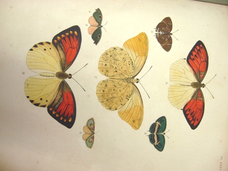 Foto de  Las Exóticas mariposas de Pieter Cramer y Caspar Stoll. 